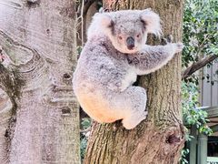 -费瑟代尔野生动物园