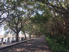 -大湾区中央湿地公园
