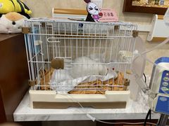 -宠爱国际动物医院· 猫科· 外科·中兽医(长白店)