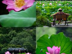 -西湖游船