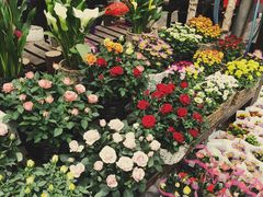 -秦美花卉(天朗·莱茵小城2期店)