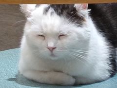 -藏猫猫咖啡主题馆(中央大道店)