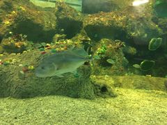 -沙沙哗啦海洋馆(华宇百花谷店)