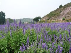 -紫海香堤香草艺术庄园