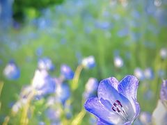 -上海滨江森林公园