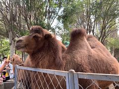 -长白岛森林公园