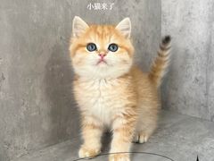 -小猫来了·猫舍(红山六九七九店)