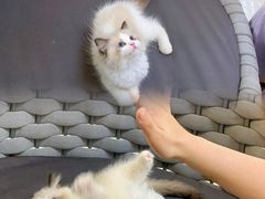 -lincat·猫舍(广州店)