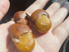 -阿男野栗王(金门路店)