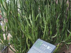 -北京植物园-展览温室