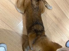 -是阿柴呀！柴犬咖啡·爱喵喵猫咖