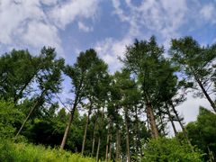 -塞罕坝国家级自然保护区