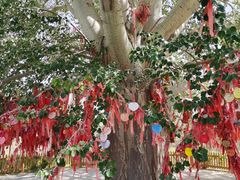 -金塔沙漠胡杨林景区