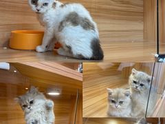 -猫十亿·布偶金渐层·曼基康矮脚猫舍(青年路店)