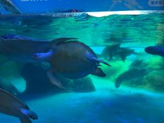 -海合安成都极地海洋公园