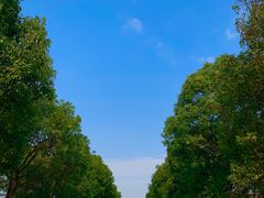 -上海都市菜园