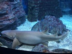 -烟台海昌鲸鲨海洋公园