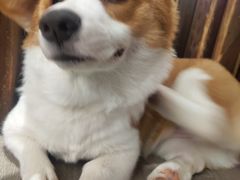-浣熊柯尔鸭土拨鼠·电玩咖