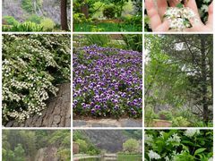 -上海辰山植物园