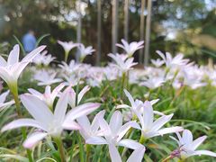 -中国科学院华南植物园