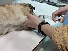 -康成宠物医院24H·CT·核磁共振