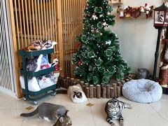-Catmate·猫肥家润(金润铂宫店)