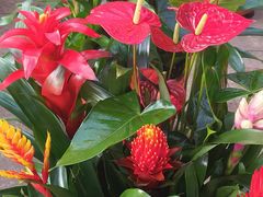 -中环花鸟鱼虫市场