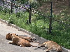 -大连森林动物园