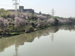 -广东花都湖国家湿地公园