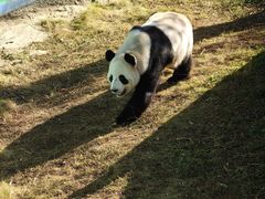 -栾川竹海野生动物园