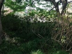 -西湖外事游船(花港观鱼码头)