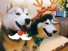 -Husky Go! 哈士奇体验馆·宠物咖啡厅狗咖