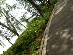 -金鸡湖桃花岛
