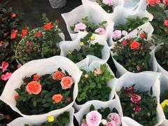 -双季花艺园艺市场(浦东店)