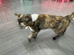 -谢怀亮芝麻茶