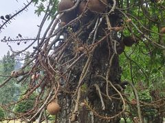 -槟城植物园