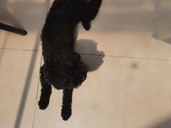 -申普宠物医院·眼科·心内科·影像科(普陀分院)