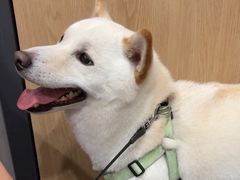 -半岛宠物医院24小时(西派城店)