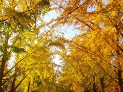 -三里屯东五街银杏大道