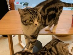 -猫友咖啡店(玉林西路店)