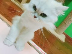 -李小姐の猫咖啡馆(五角场店)