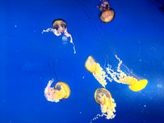 -太平洋海底世界