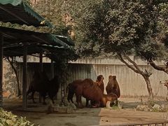 -成都动物园