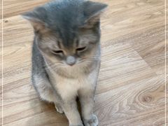 -COLOR PETS 撸猫馆·购猫·猫咖(长风大悦城店)