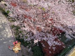 -高东镇樱花园