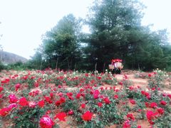 -名花谷生态庄园