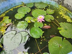 -洛阳白马寺