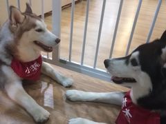 -Husky Go! 哈士奇体验馆·宠物咖啡厅狗咖