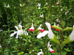 -白鹭湾湿地公园