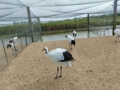 -盐城丹顶鹤湿地生态旅游区